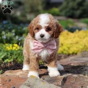 Bambi, Cavapoo Puppy